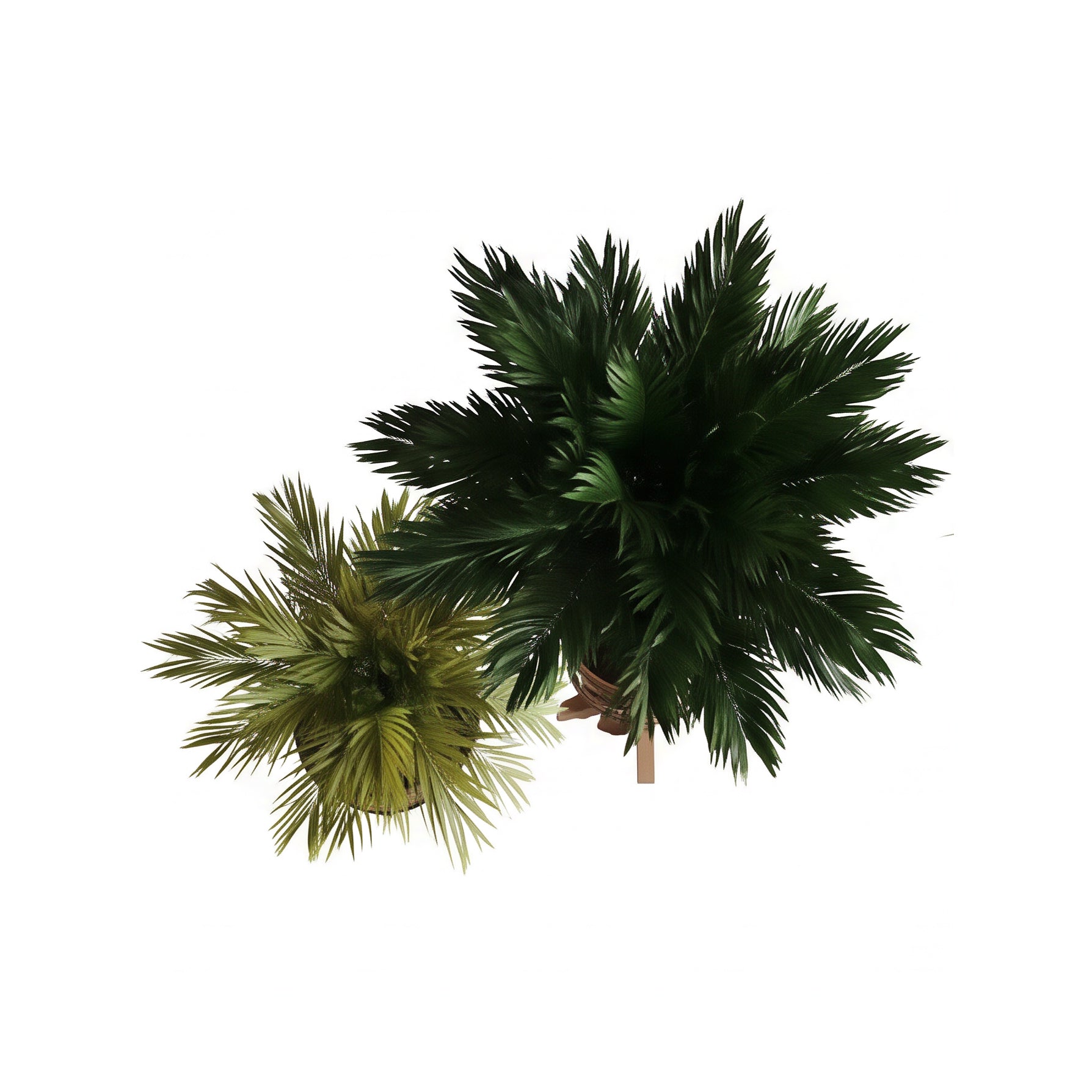 Zarnouk long planter and Bithanah long planter